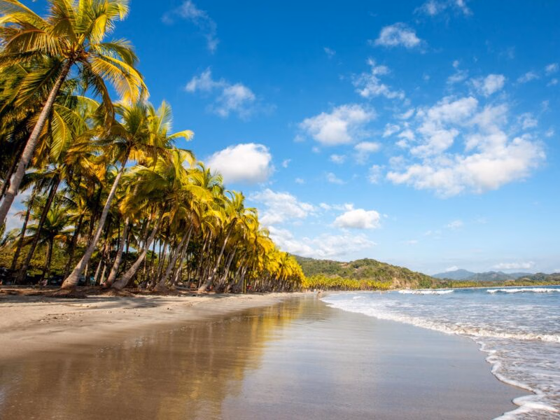 A row of tall palm trees lining a sandy, sunny tropical beach with gentle waves and blue sky, a spot for luxury Latin America grand tours.