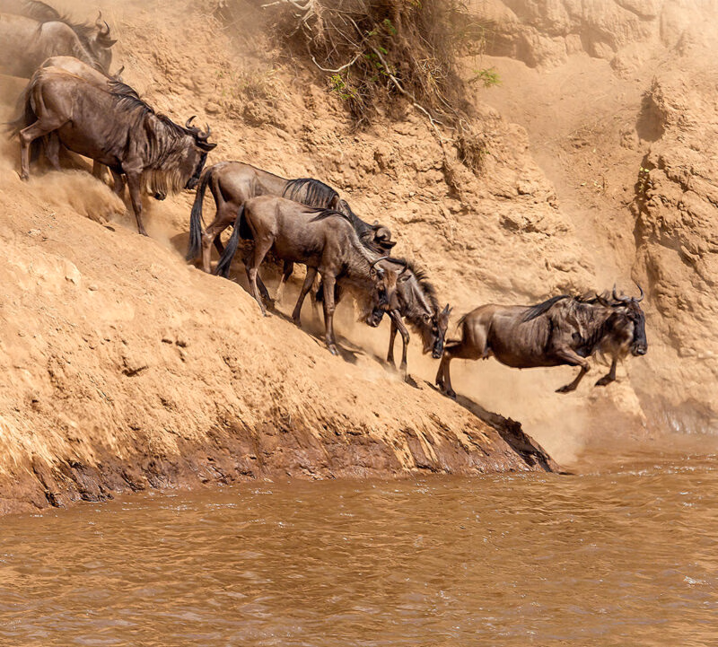 A herd of wildebeest jumping down a steep dirt bank into a river on luxury Maasai Mara vacations.