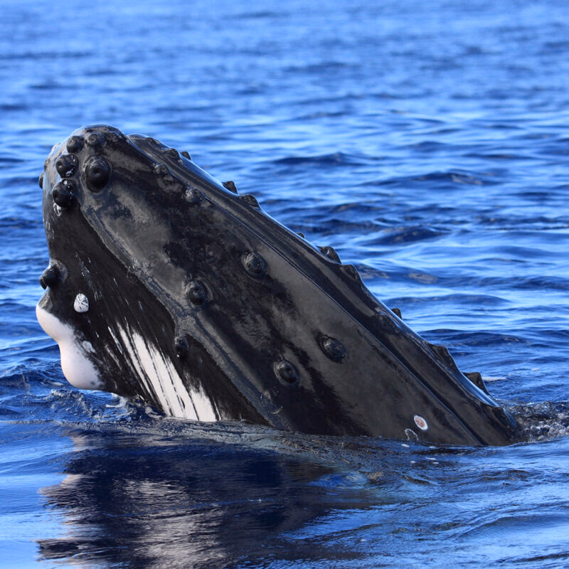Close up of a humpback whale surfacing from the blue ocean water on luxury French Polynesia tours.