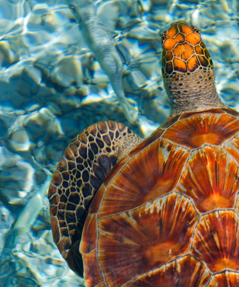 Detailed view of a sea turtle swimming in clear tropical water on luxury French Polynesia vacations.