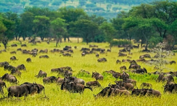A vast herd of wildebeests grazes in a lush green field, surrounded by scattered trees and rolling hills in the background.