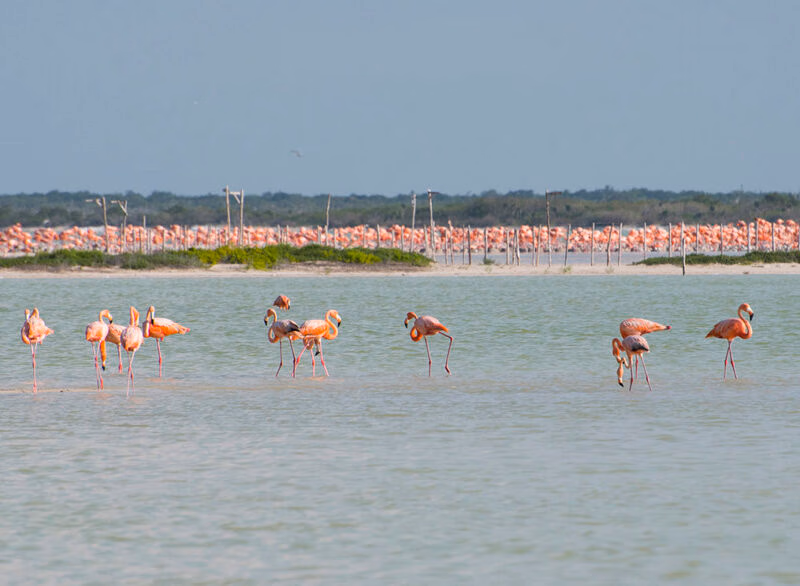 Small group of pink flamingos wading in shallow, calm water with a massive flock visible in the background. luxury wildlife and safari trips