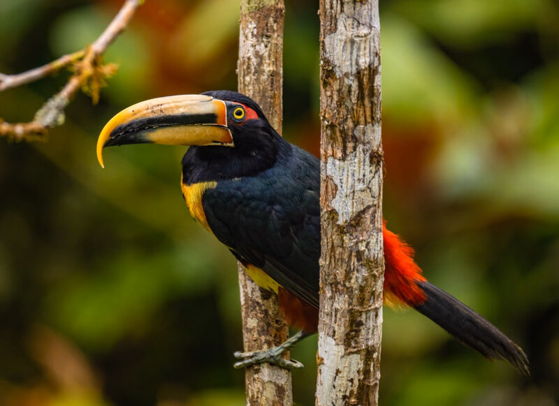 Black and yellow toucan with a huge beak perches on a tree trunk in a tropical forest. luxury wildlife and safari tours