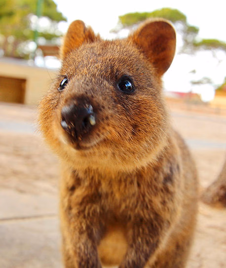 Extreme close-up of a small, brown, furry quokka looking directly at the camera with a slight smile. luxury wildlife and safari vacations