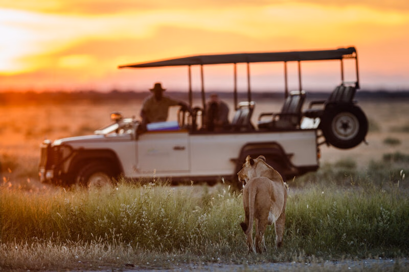 A lioness walks away from the viewer in tall grass with a safari jeep and sunset in the blurred background. luxury wildlife and safari holidays