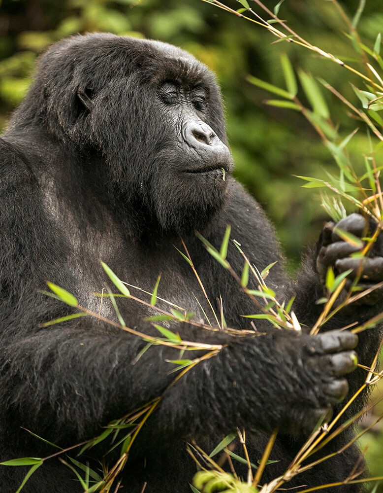 A close-up of a mountain gorilla holding and eating bamboo stalks during a Grand Tours of Africa.