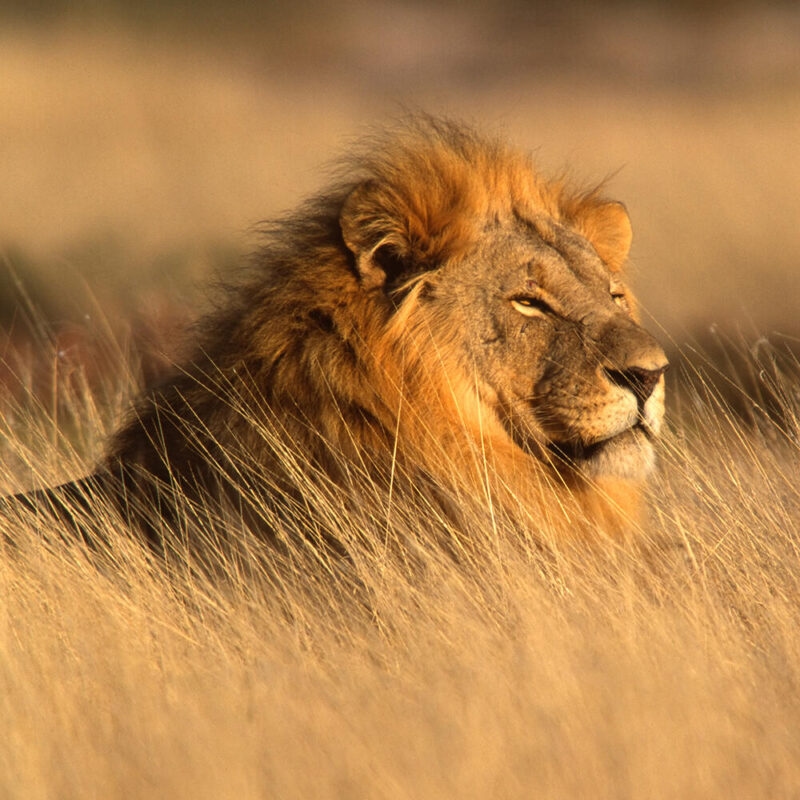 A male lion with a thick mane sits in tall golden grass during a luxury Grand Tours of Africa safari.