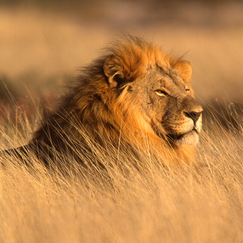 A male lion with a thick mane sits in tall golden grass during a luxury Grand Tours of Africa safari.