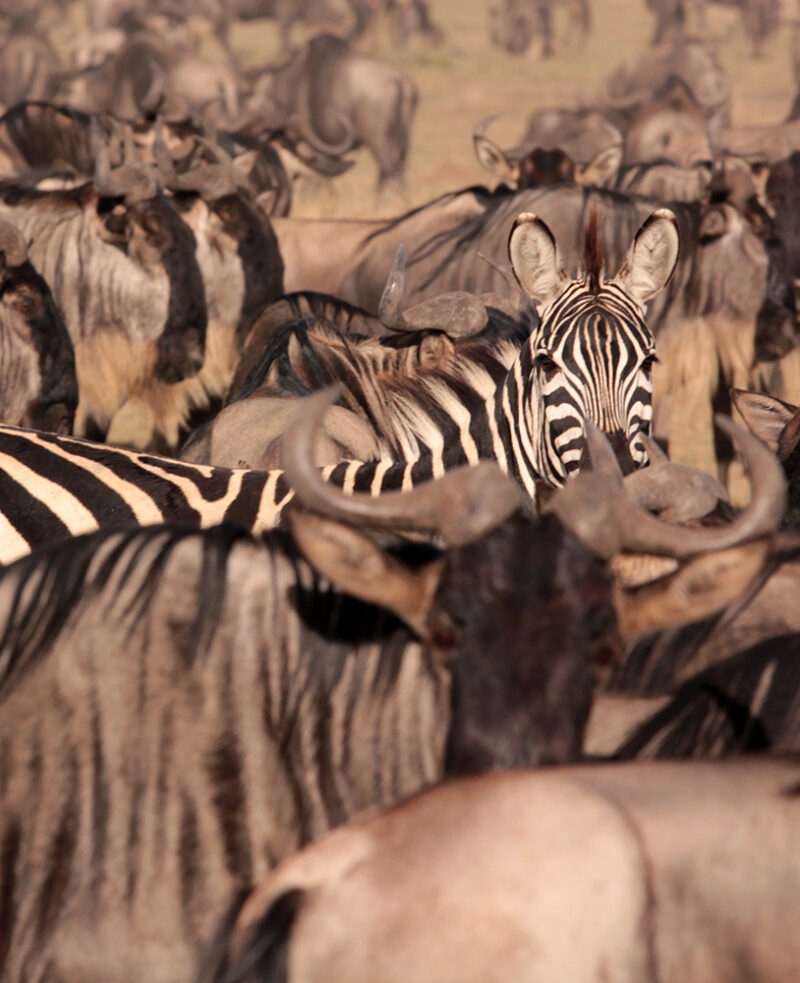 A zebra looks toward the camera while surrounded by a dense herd of wildebeest on a luxury Grand Tours of Africa.