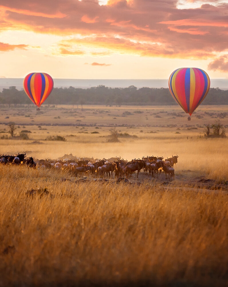 Sunrise over the Maasai Mara, with a pair of low-flying hot air balloons and a herd of wildebeest below in the typical red oat grass of the region. In Kenya during the annual Great Migration.
