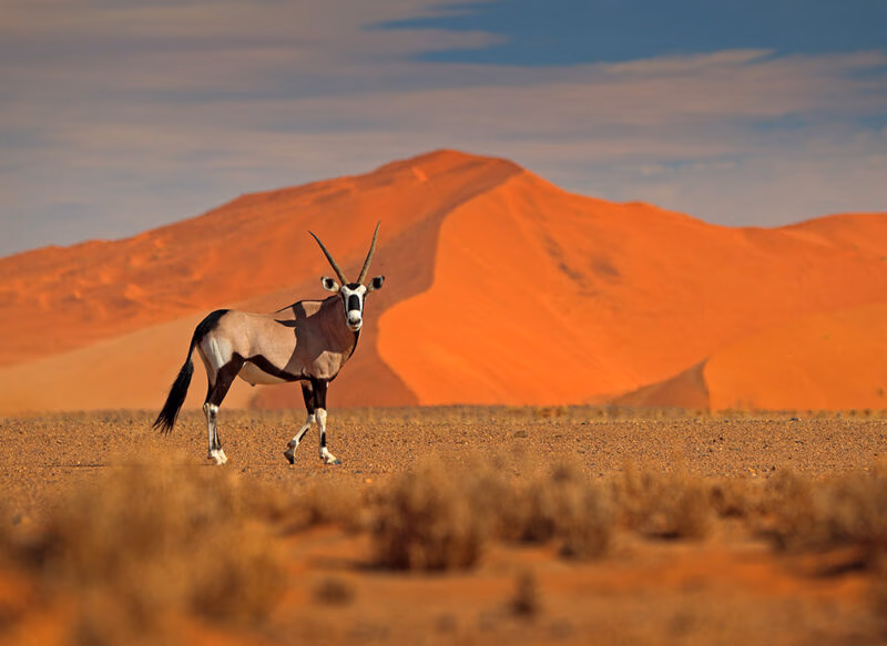 An oryx walks across a desert plain with large orange sand dunes in the background during a Grand Tours of Africa.