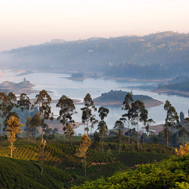 Misty mountain landscape featuring tea plantations and a large lake on luxury Indian Subcontinent trips.