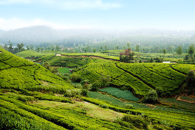 Vast, terraced green tea plantations on misty hills, featured in luxury Indian Subcontinent trips.