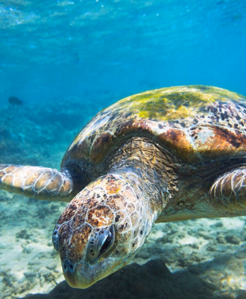 A sea turtle swimming underwater in clear turquoise sea during luxury Indian Subcontinent holidays.