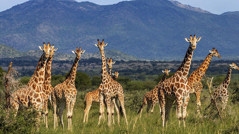 A group of giraffes standing in a green field with large blue mountains behind them on African family safaris.