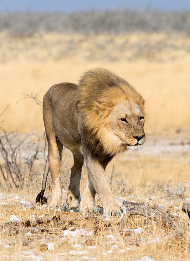 A male lion walking through a dry, grassy field under bright sunlight during luxury African family safari holidays.