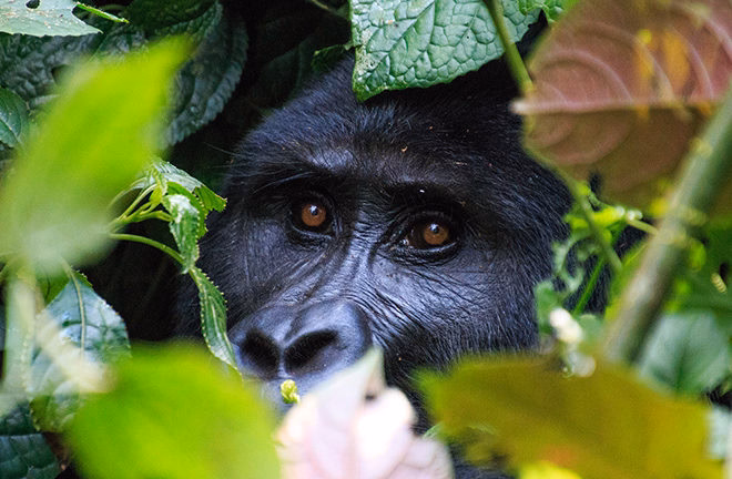 A gorilla's face visible through green leaves during positive impact tours.