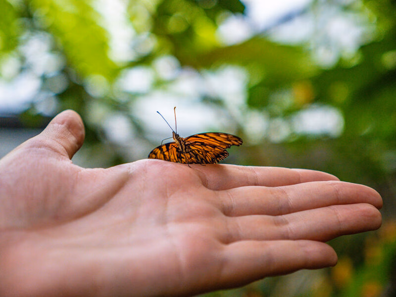 An orange butterfly perched on a person's open hand for a positive impact.