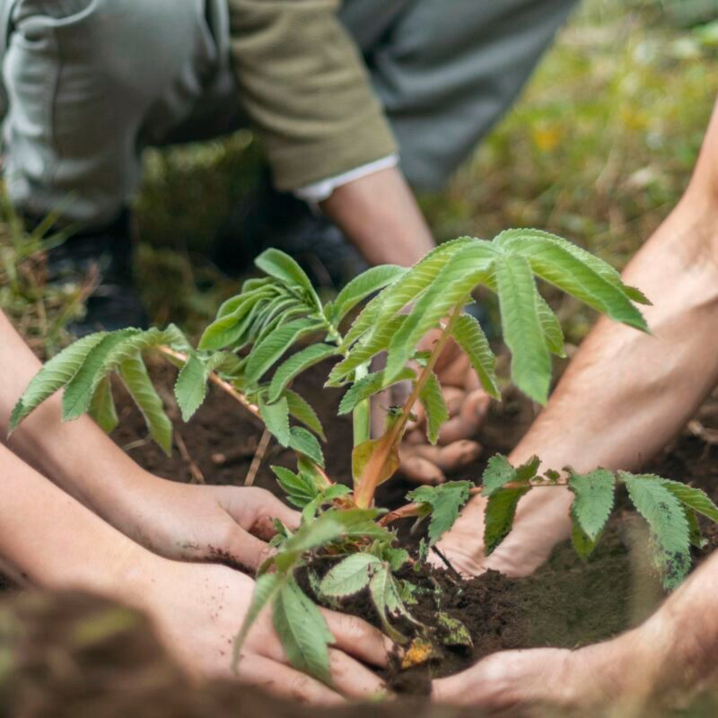 Hands planting a small green tree sapling in the soil on positive impact trips.