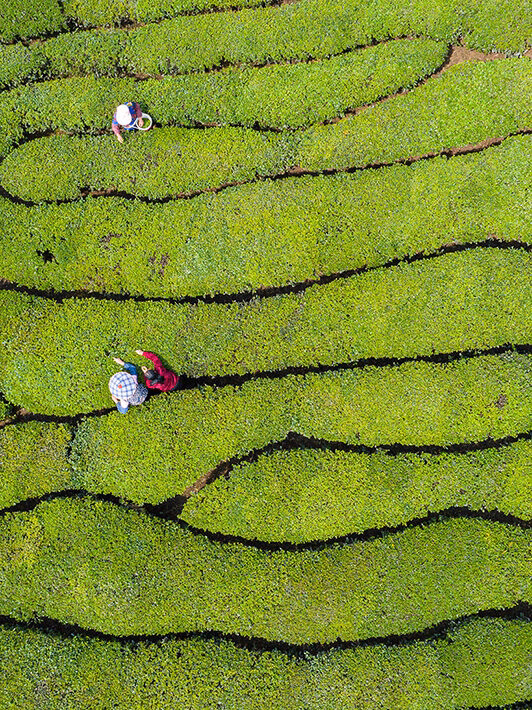 Ariel view of a bright green tea plantation, with densely packed green leaves and people with buckets picking leaves
