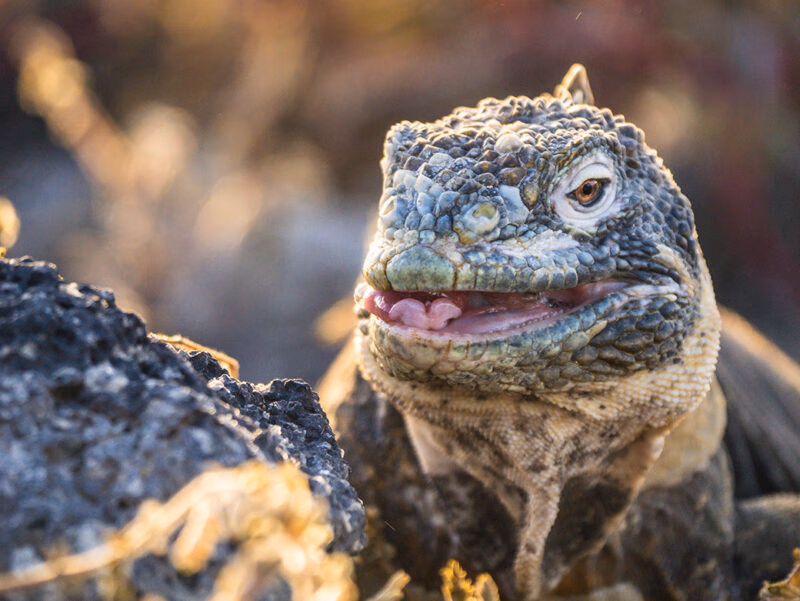 Iguana close up looking at camera on a luxury latin America tour