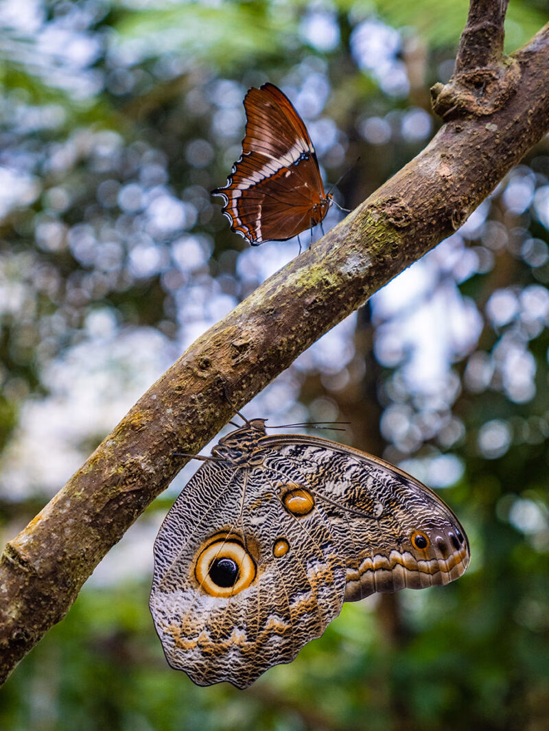 Two large brown butterflies on a slanted stick taken on a luxury latin America tour