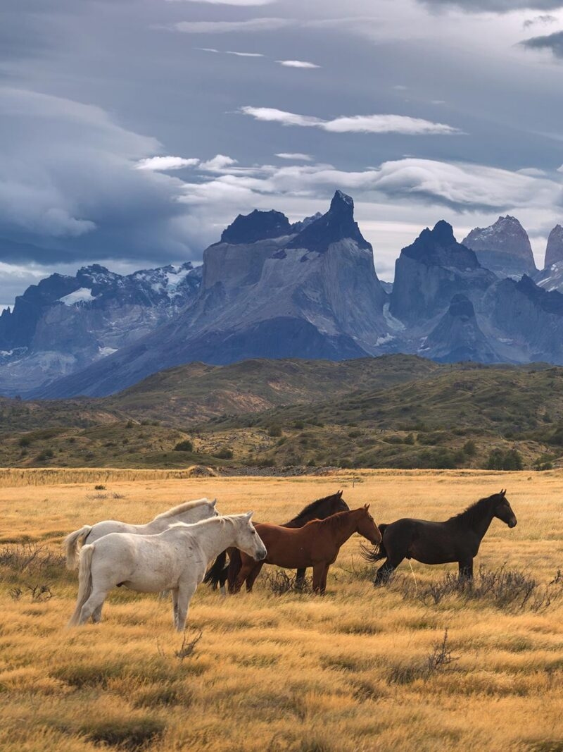 Wild horses running through grassy plains in front of tall, jagged mountains