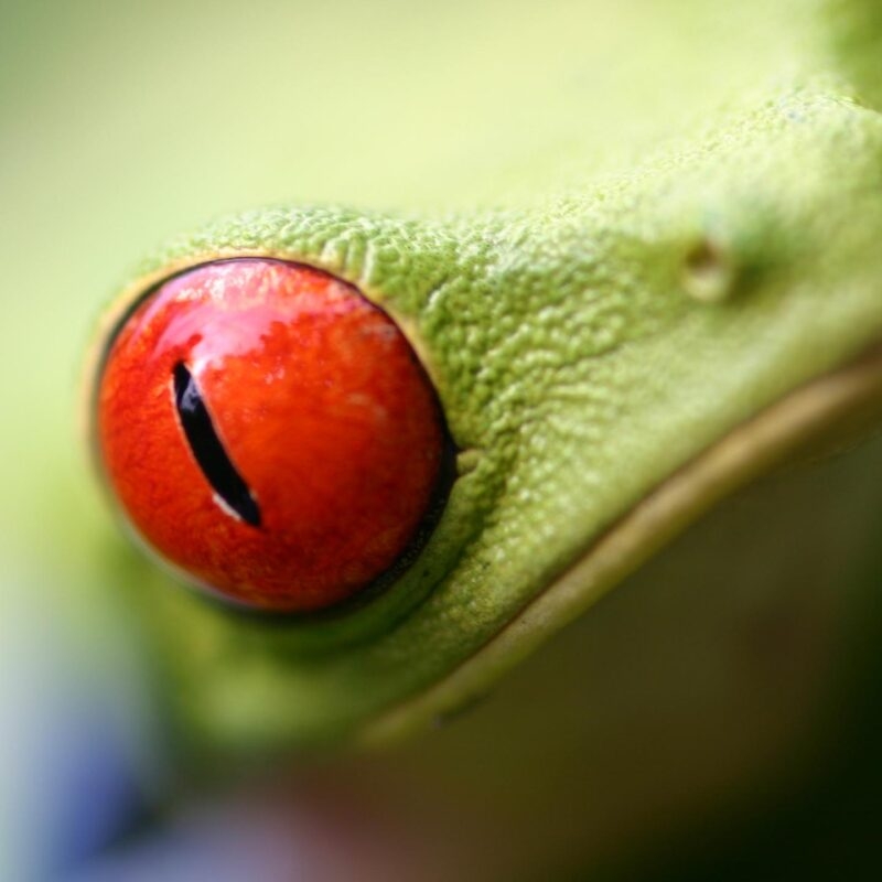 Close up shot of the red eye of a tree frog