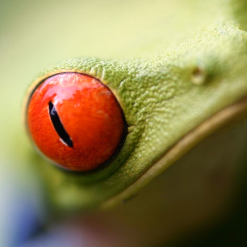 Macro shot of a frog's red eye during luxury Latin America family vacations.