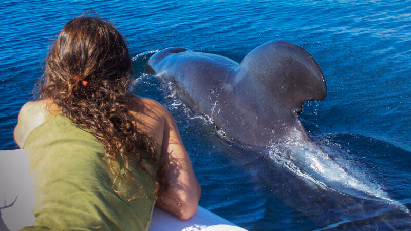 Watching a whale from a boat on luxury Latin America family trips.