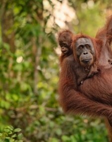 Borneo Wildlife Explorer and Langkawi Beaches