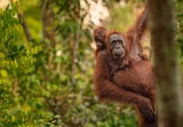 Borneo Wildlife Explorer and Langkawi Beaches