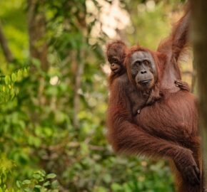 An orangutan mother looks forward while carrying her young baby on her back in a green forest.