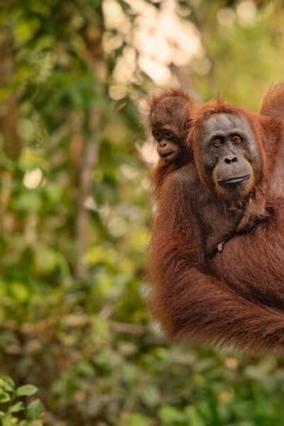 Borneo Wildlife Explorer and Langkawi Beaches
