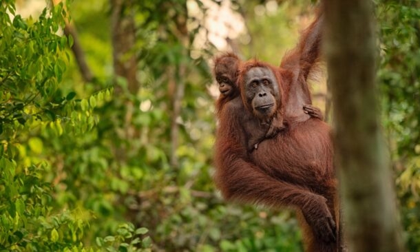 Borneo Wildlife Explorer and Langkawi Beaches