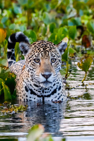 Conservation and Wildlife in Brazil