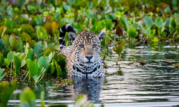 Conservation and Wildlife in Brazil