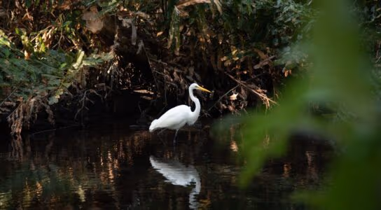 Observe over 300 bird species in the park preview image