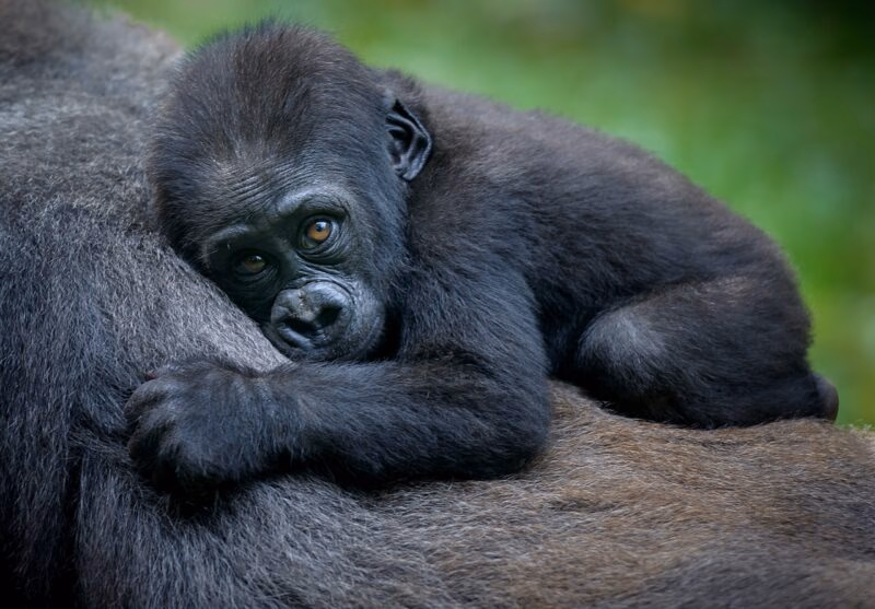 Baby gorilla with brown eyes resting its head on its mother’s back during luxury Uganda safaris.