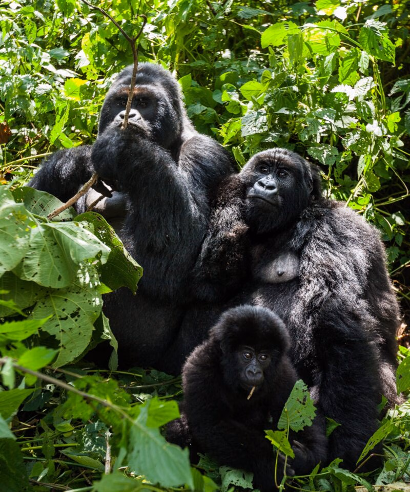 Three gorillas of various sizes sit nestled together in thick green leaves and branches.