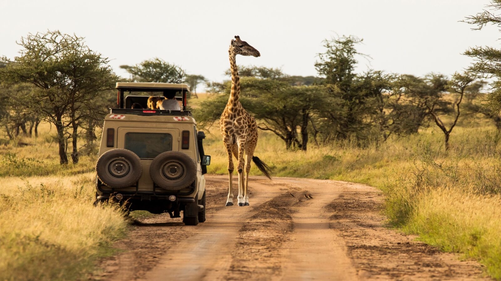 Safari vehicle observing a giraffe walking along the dusty tracks during a sunset safari in the Serengeti National Park, Tanzania