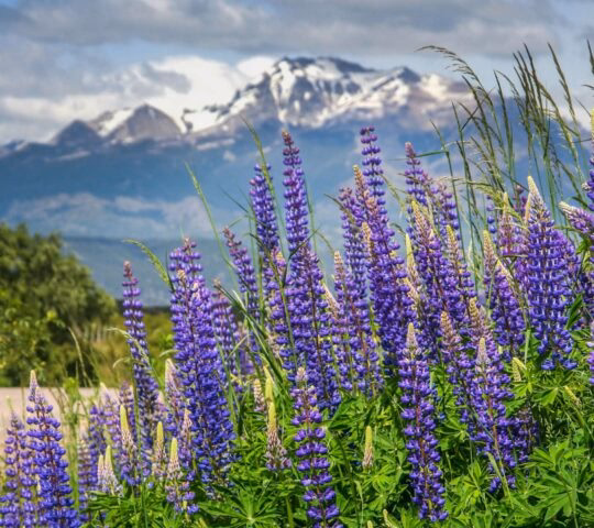 Close-up of tall purple lupine flowers blooming in front of a distant, hazy mountain range under a cloudy sky.