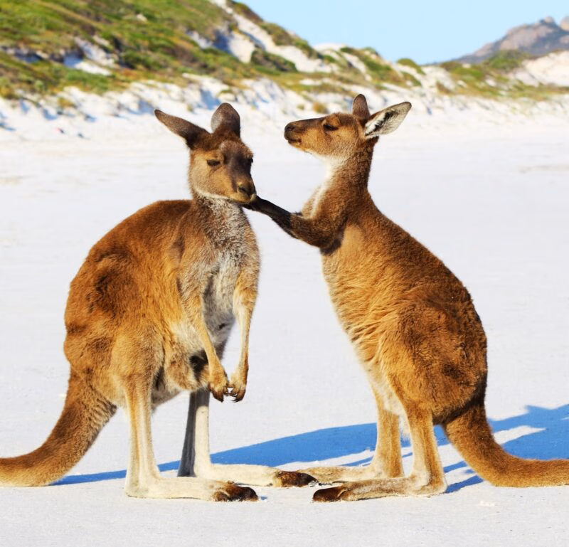 Western Gray Kangaroo Mother and its Young cuddling on a Beach, Lucky Bay, Cape Le Grand National Park, Australia