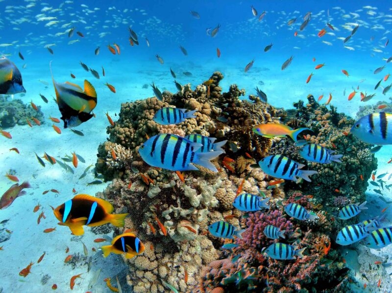 Underwater scene with exotic fishes and coral reef of the Red Sed