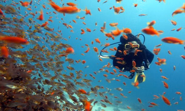 Go diving and snorkeling in the Red Sea