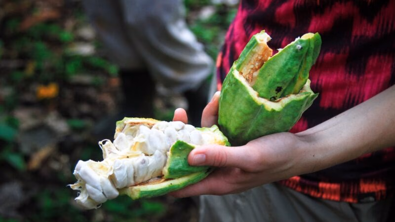A close-up shot of a hand holding a split green cacao pod, showing the white, fleshy beans within. Perfect for luxury Belize tours.