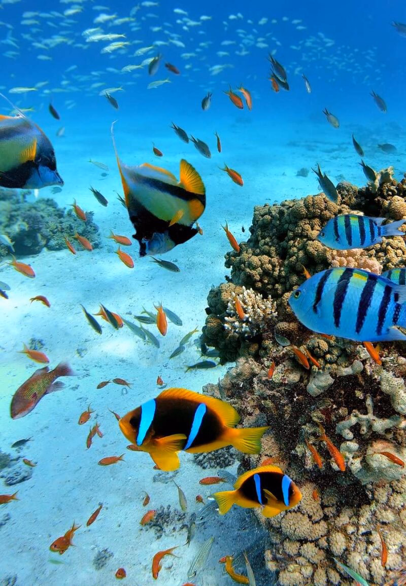 Luxury Egypt Tours - Underwater scene with exotic fishes and coral reef of the Red Sed