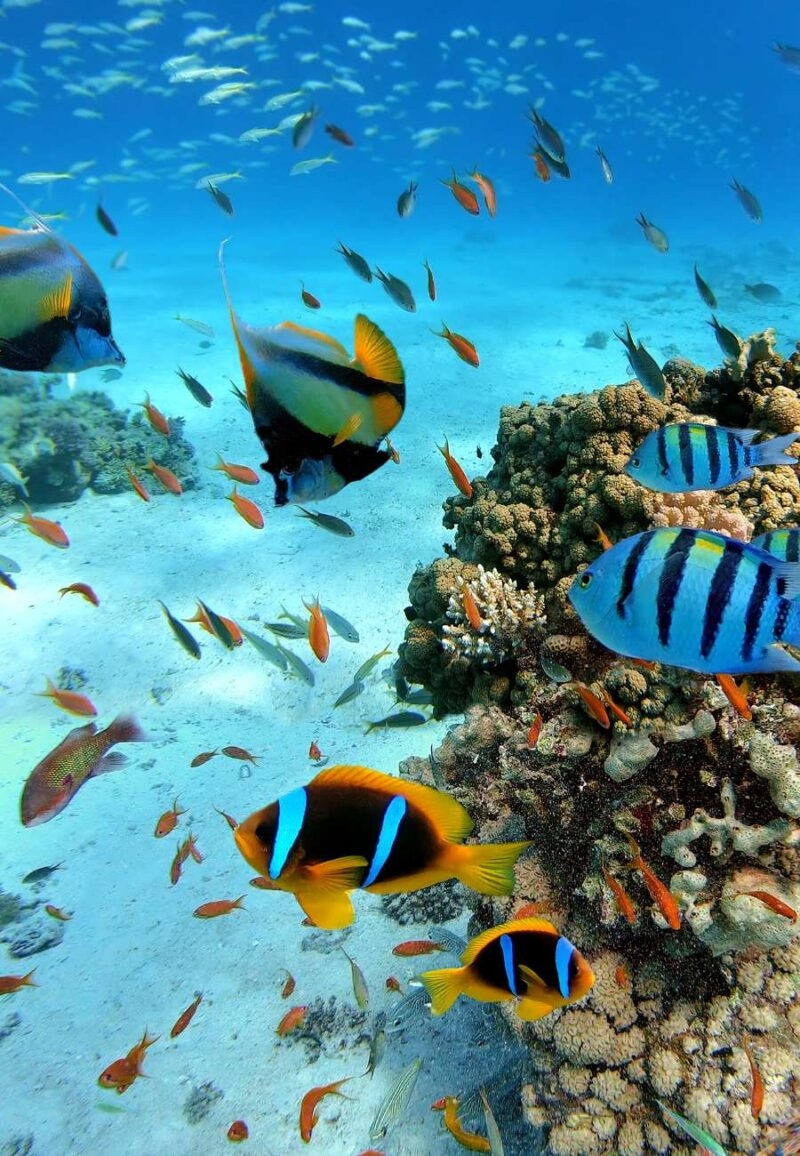 Luxury Egypt Tours - Underwater scene with exotic fishes and coral reef of the Red Sed