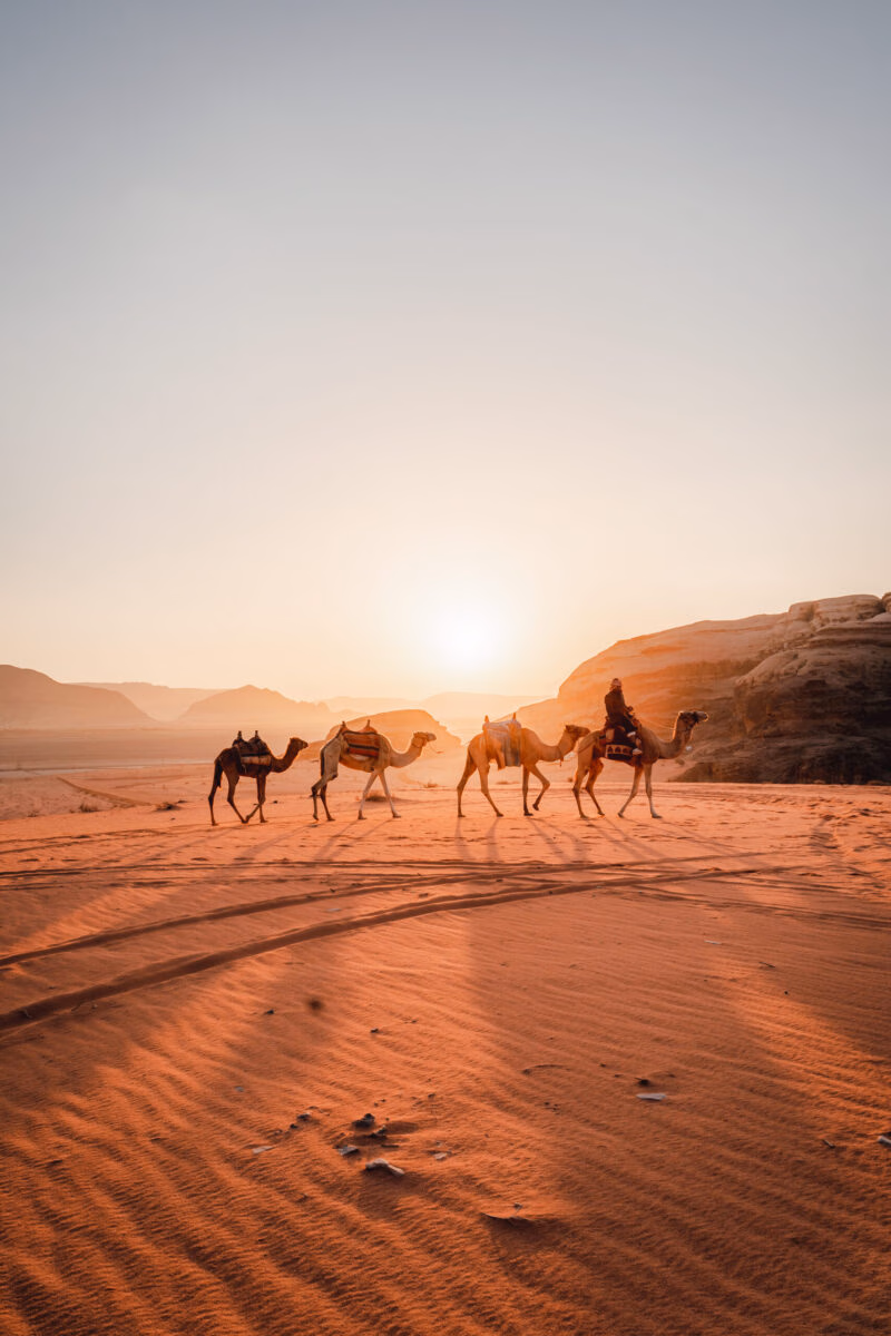 A row of four camels with riders walks across a vast, sunlit sand desert at sunset, an ideal scene for a luxury Middle East tour.