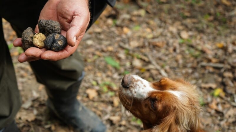 A dog smelling a truffle on a truffle hunt